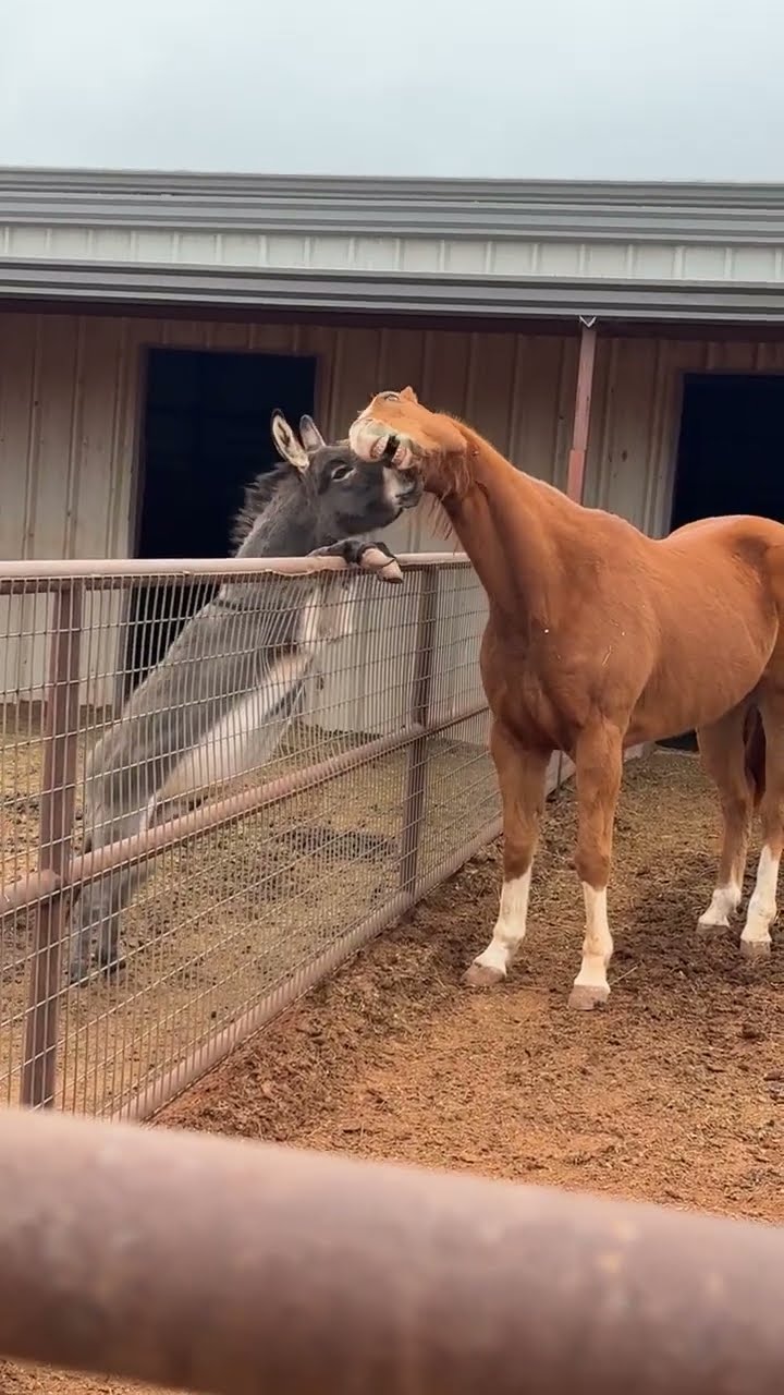 Donkey Climbs Up Fence To Hang Out With Horse || ViralHog