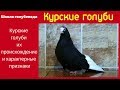 Школа голубевода Курские голуби