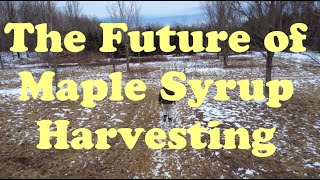 Say Goodbye to Traditional Tapping: The Future of Maple Syrup Harvesting!