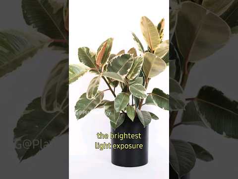 Video: Ficus Banana Leaf Plants - Consejos para cultivar Banana Leaf Ficus