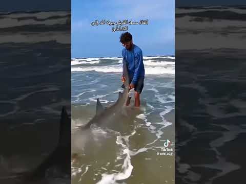 انقاذ سمك القرش