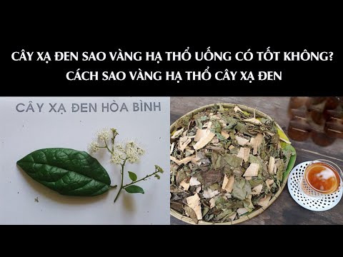 Video CÂY XẠ ĐEN SAO VÀNG HẠ THỔ UỐNG CÓ TỐT KHÔNG? CÁCH SAO... - youtube