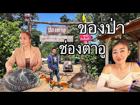 อีสานออนทัวร์Ep#11 ตลาดชายแดน”ช่องตาอู” ชายแดนไทย-ลาว ขามแดนไม่ต้องใช้เอกสาร