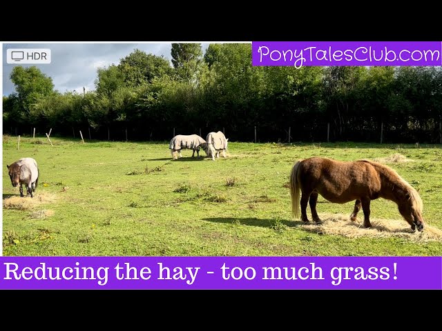 Why do I need to reduce the amount of hay the ponies are getting?