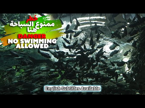 here-the-fish-ravage-and-eats-flesh,-wild-piranha-in-dubai,-please-be-careful