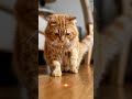#cat #funnyvideo