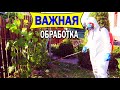 🔴🔴Важная Обработка Винограда Перед Цветением