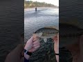 Spotted River Bass #fish #spottedbass #shorts