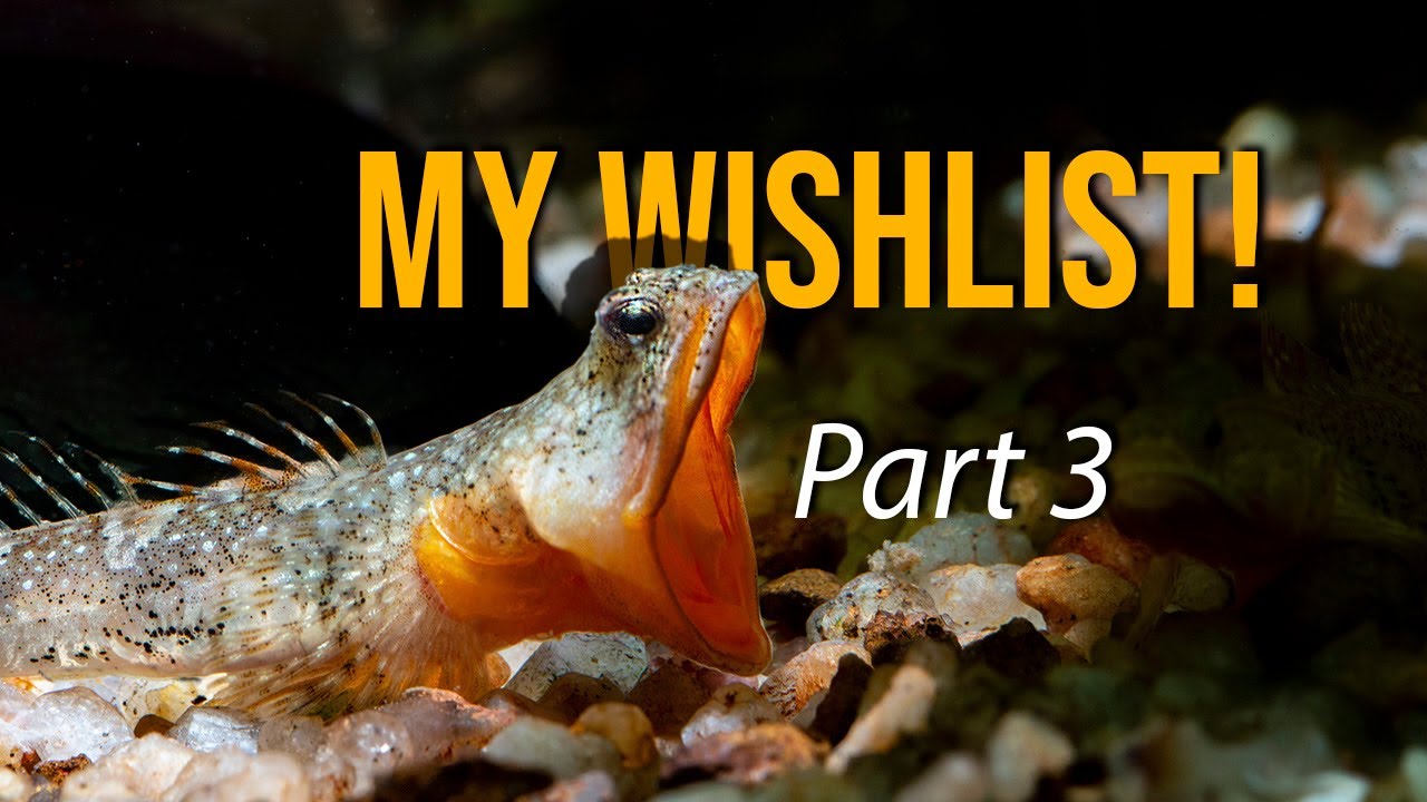 My TOP 15 Dream Fish from Indian Streams Revealed! Part 3