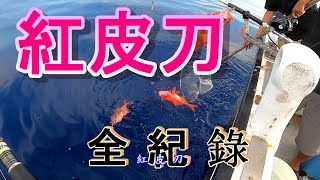 # 船釣深深海紅皮刀的基本操作技巧 