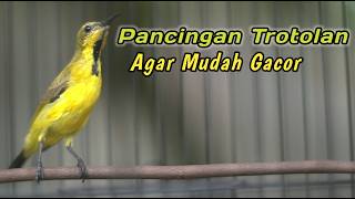 PANCINGAN SOGON OMBYOKAN AGAR CEPAT NYAUT NEMBAK‼️CUIT CUIT CERR BIKIN SOGON LANGSUNG GACOR NGKLEPER