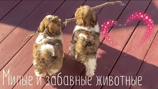 Прикольные видео с животными #23/ забавные животные / милые животные /