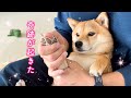 【奇跡】愛犬の苦手を家族愛で乗り切りました!!