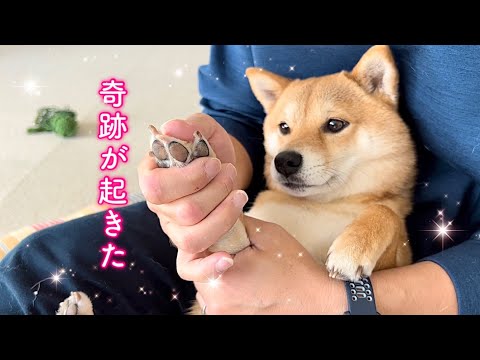 【奇跡】愛犬の苦手を家族愛で乗り切りました！！