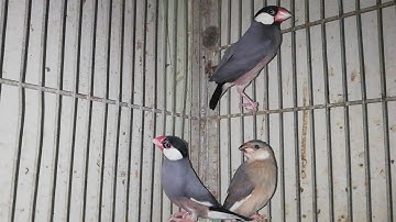 Grey Java Sparrow breeding pair with chick