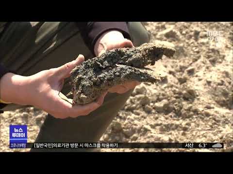황금빛 모래사장이 펄로 '공주보 어쩌나'/대전MBC