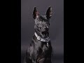 Thai Ridgeback Dog - Тайский Риджбек - Dog meets the owner