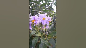 القرآن الكريم #عبد العزيز سحيم.