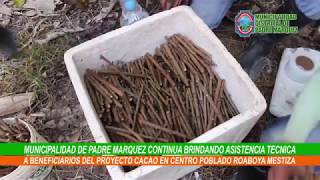 PROYECTO CACAO ROABOYA MESTIZA