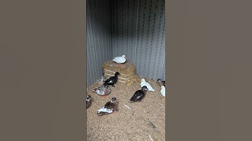 Comment what you think they said🤣 #shorts #ducks #petducks