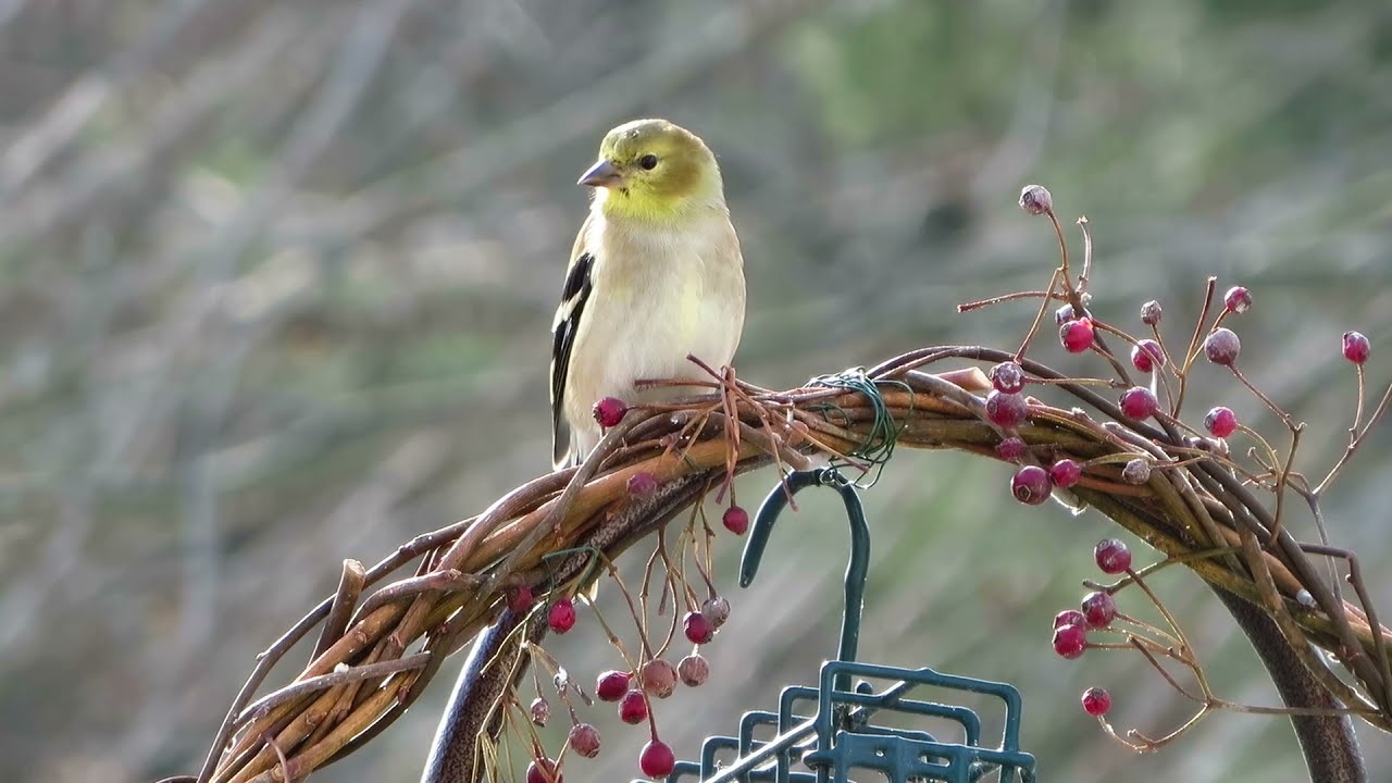 American goldfinch perched on the wreath
