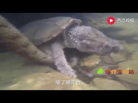 这种龟吃蛇的本事，连平头哥也自愧不如，平头哥是拜他为师的吧