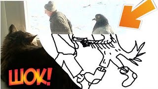 Ржачные мемы ! Голубь ведет арестанта ! Кот смотри на это из окна ! Ржачные мемы ! Голубь ведет арестанта ! Кот смотри на это из окна !