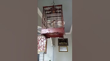 viral jalak Hongkong bisa bicara