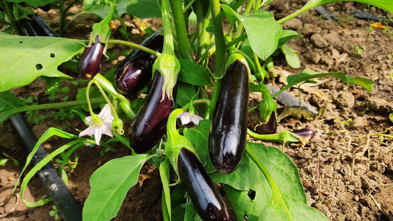 Doğal Melas ve Pekmez Potasyum Kaynağı