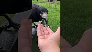 Why This Animal Is The Smartest Resimi