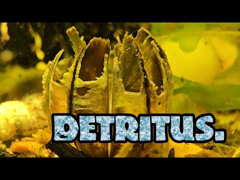 Stop Removing The Most Important Habitat in Your Aquarium!