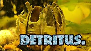 Stop Removing The Most Important Habitat in Your Aquarium!