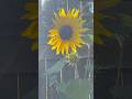 My sweet little sunflowers in September #sunflower #mygarden #beautifulflowers #summer #gardening