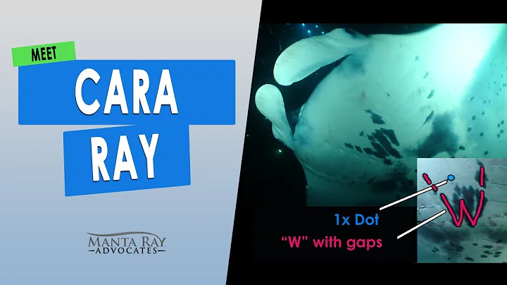 Cara Ray is a regular with snorkelers in Hawaii