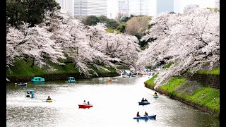 千鳥ケ淵に多くの花見客