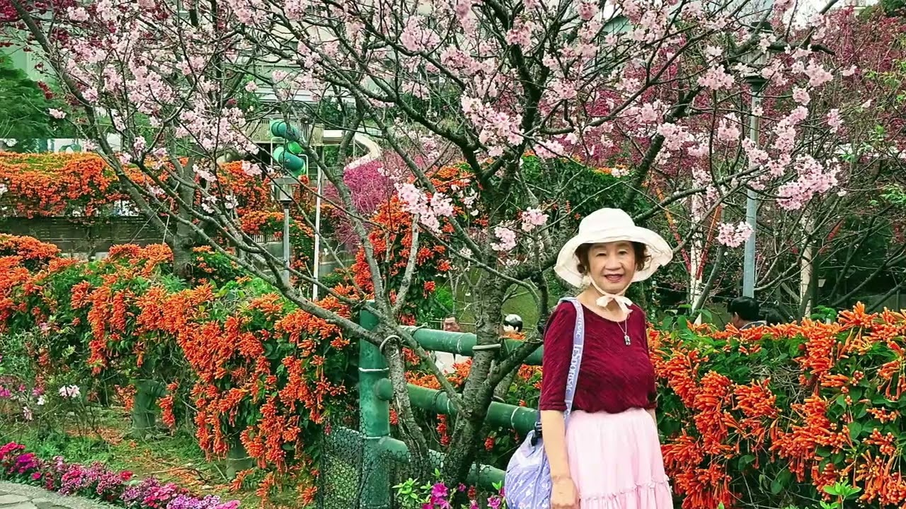 115年2月27日鶯歌永吉公園百花齊放（3）