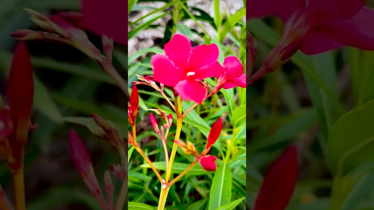 Nerium Oleander Flower | Ganneru | Reddish Pink Flower