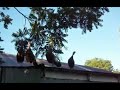 Trim Wings - Homestead Help in a Hurry #5