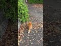 たった今のちゃ〜ちゃんは鳩を狙い中‼︎#shorts