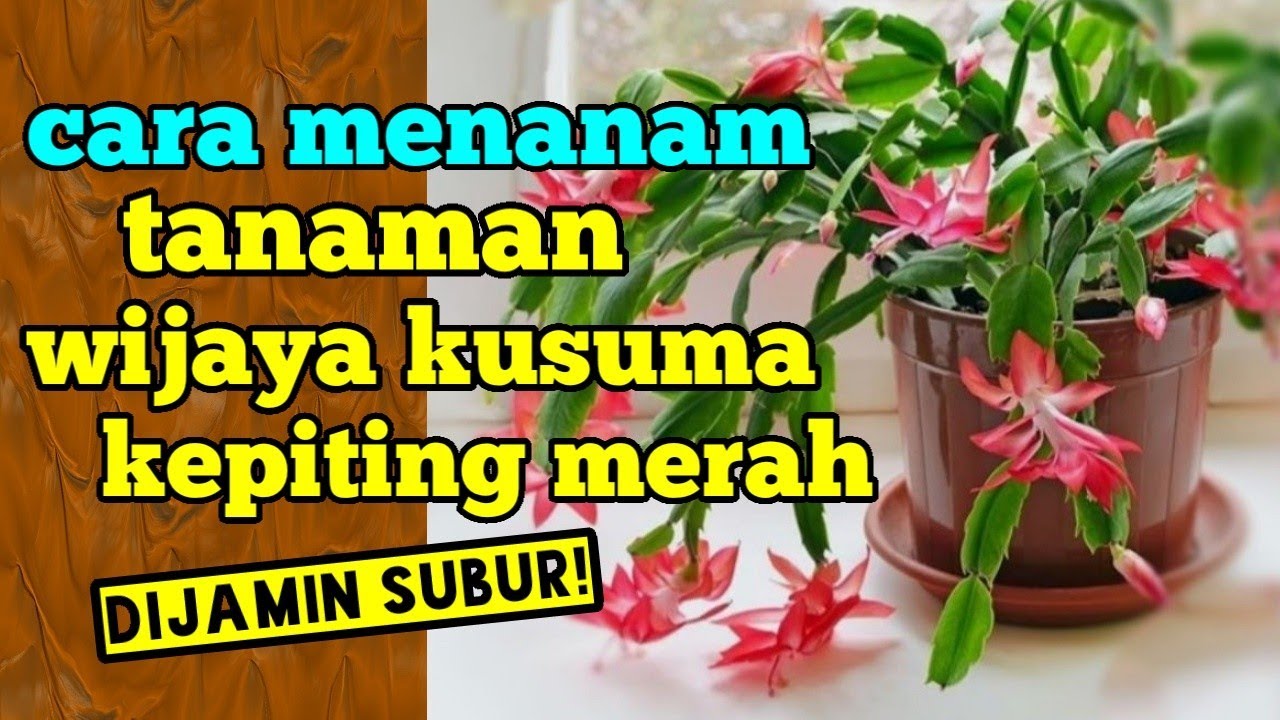 Cara Menanam Wijaya kusuma Kepiting Merah Dijamin Subur! 