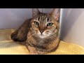 【初出会い】保護猫Cafe moca時代の茶々さん