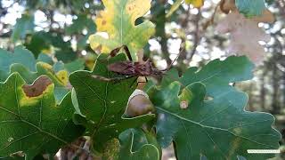 Американский клоп вредитель в Крыму. American bug pest in the Crimea.