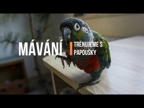 Video: Jak Udělat Papouška Z Pneumatiky Vlastníma Rukama