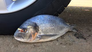 Crushing Crunchy & Soft Things by Car! - EXPERIMENT: BIG FISH VS CAR