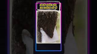 bí kíp nhóm lửa khi không có gì #kienthuc  #sinhton  #shorts