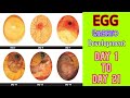 EGG EMBRYO DEVELOPMENT DAY BY DAY || Egg candling day 1 to 21 || Hatching egg