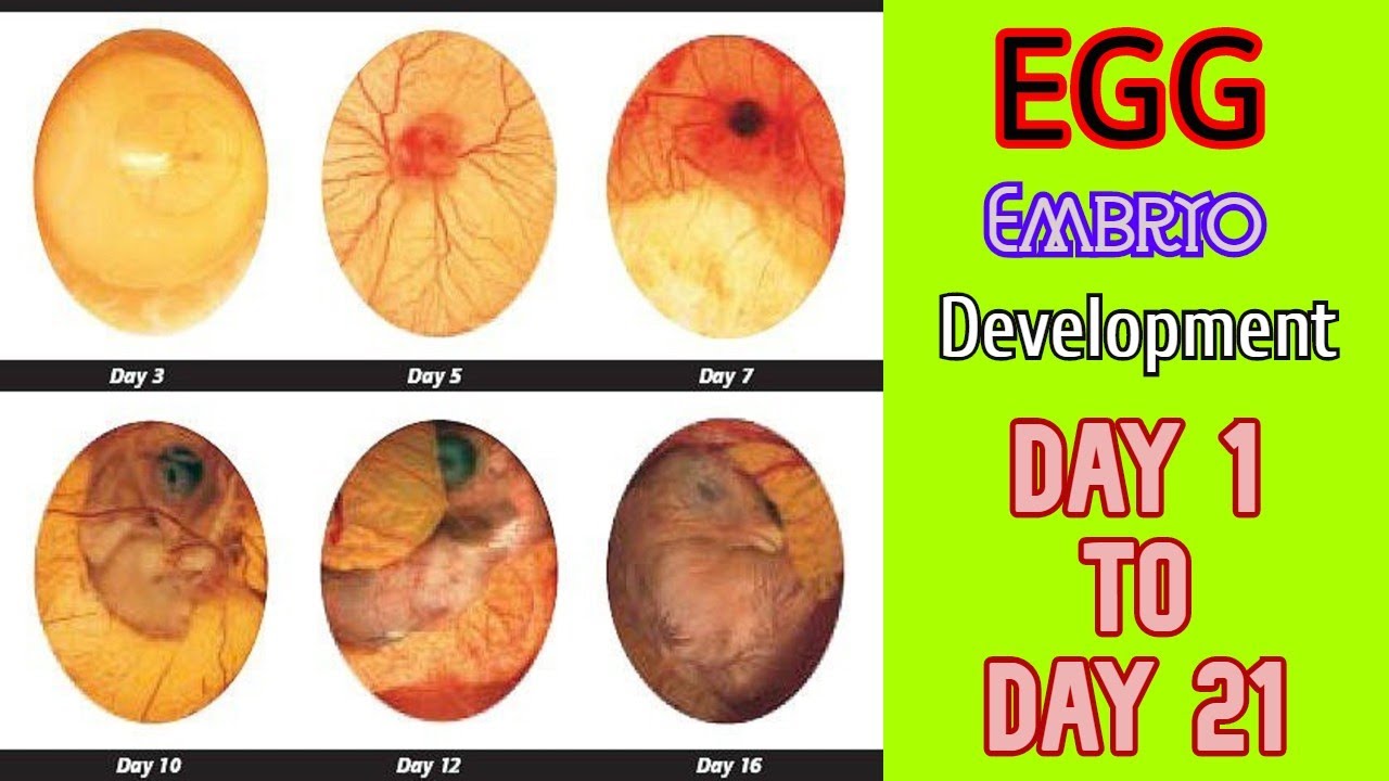 EGG EMBRYO DEVELOPMENT DAY BY DAY || Egg candling day 1 to 21