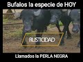 Bufalos, la especie q marca un precedente