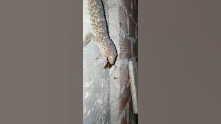 gecko tokay tokek seram sound 🌴🐊🌴