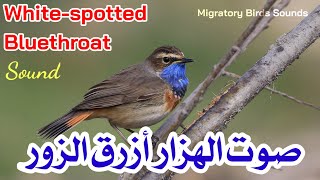 صوت الهزار أزرق الزور || White-spotted Bluethroat Sound